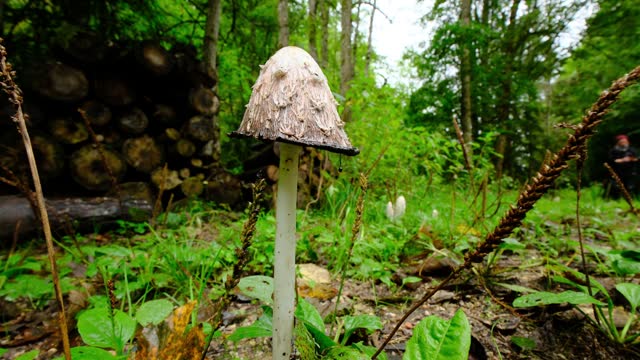 A proud mushroom. 4K