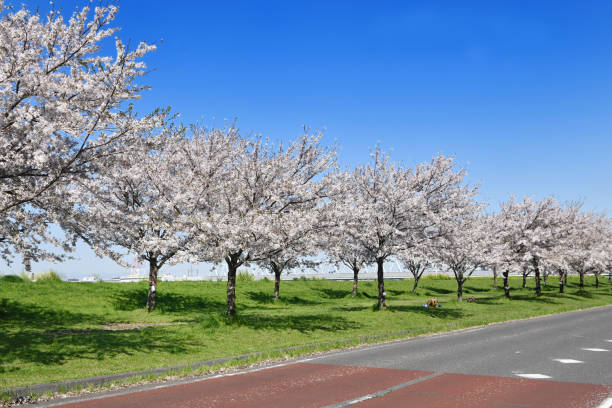 istock Cherry blossom trees along the riverbed 2148244639