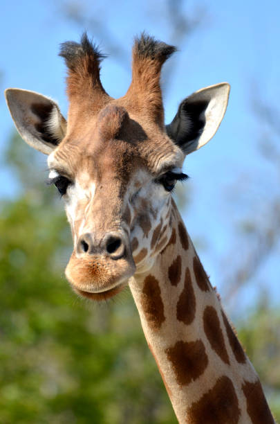 istock Portrait of giraffe 2148245119