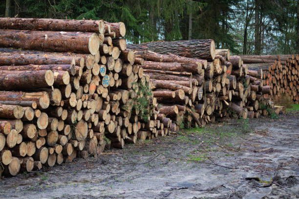 istock Profitable timber harvesting in commercial forests, Germany. 2148245187