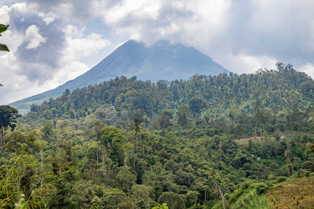 View to a volcano over a tree farm area in Naman Teran a small farming village in the north of Sumatra