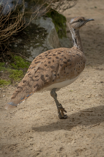 The menagerie, the zoo of the plant garden. View of a Asian houbara bustard bird