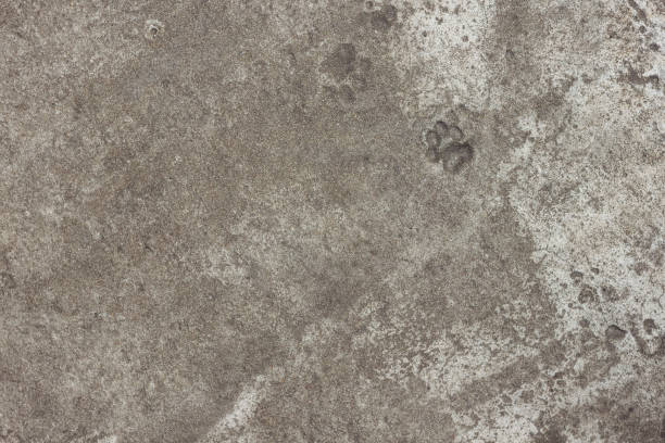 cat footprints - paw print animal track dirt track 뉴스 사진 이미지