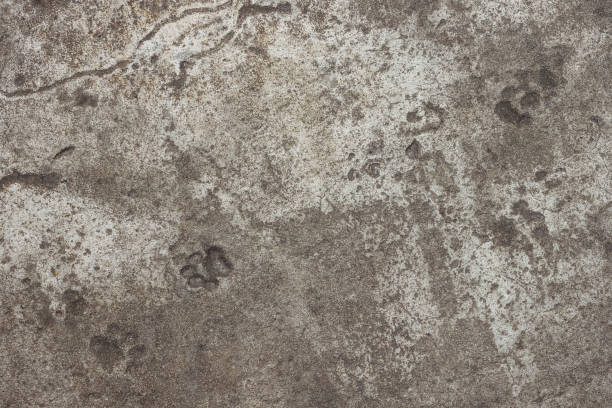 cat footprints - paw print animal track dirt track 뉴스 사진 이미지