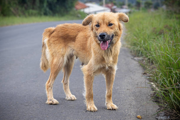 Farm dog of mixed heritage standing on a road in Naman Teran a small farming village in the north of Sumatra