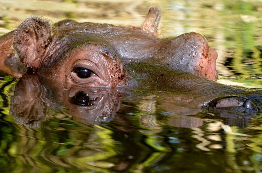 Closeup head of Hippopotamus amphibius in the water with reflections