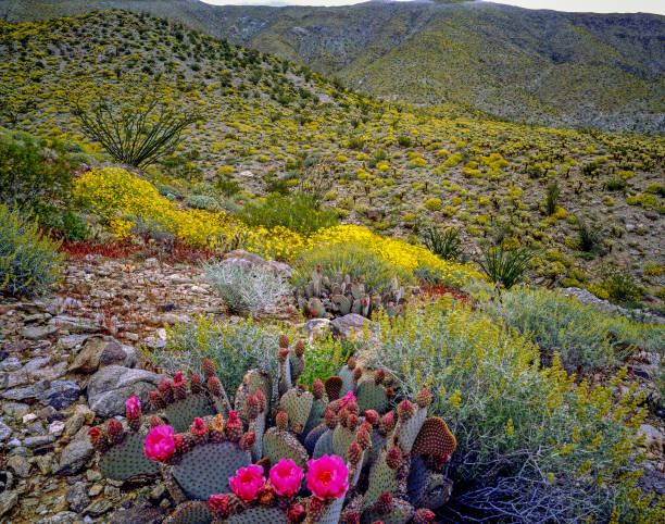 istock Blooming Desert, Anza-Borego, California 2148245869