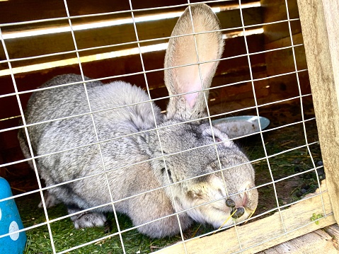 a big hare in a cage sniffs its poop