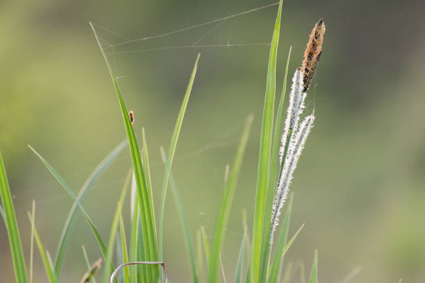 turzyca goździkowa carex caryophyllea na brzegu rzeki - carex zdjęcia i obrazy z banku zdjęć