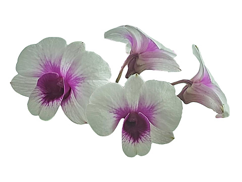 Isolated orchids on white background.