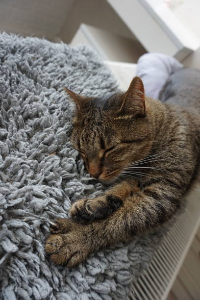 istock Close-up portrait of a sleeping cat 2148247773