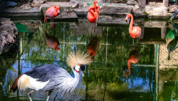 istock Black crowned crane with flamencos 2148247817