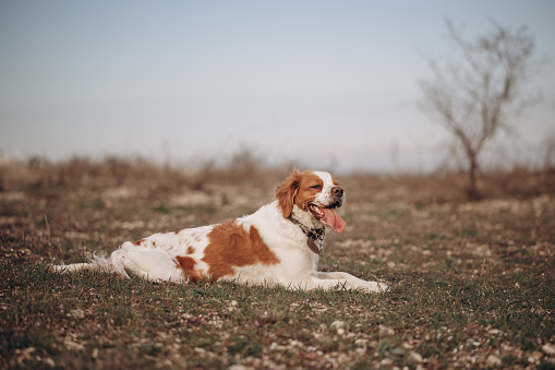 A dog of the Epagnol Breton hunting breed of white and red color lay down on the nature during a hunting trip.