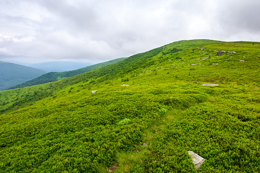 alpine grassy hill of carpathian landscape of ukraine on a cloudy summer day