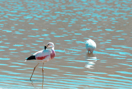chilean flamingos standingin salt lake in Atacama desert in chile