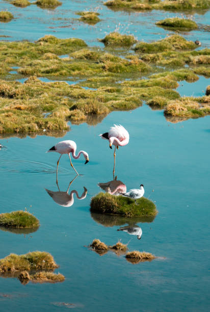 two chilean flamingos in salt lake in atacama desert in chile