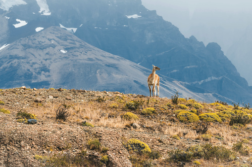 single guanaco standing in front of majestic patagonian mountain range in Torres del Paine in Chile