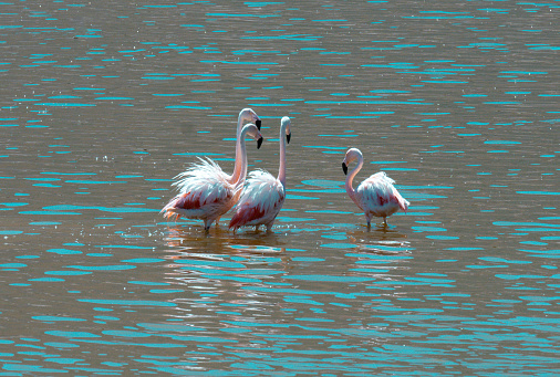 group of chilean flamingos standing together in salt lake in Atacama desert in chile