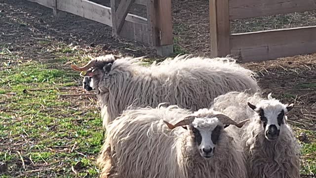 A group of Wallachian sheep in a pen. Breed originated from Wallachia, Czech Republic. Sheep or domestic sheep - Ovis aries are a domesticated, ruminant mammal typically kept as livestock. One of the earliest animals to be domesticated.