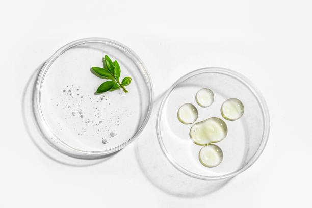 Green plant leaf and gel in petri dish