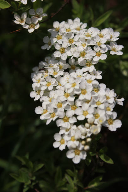 istock spirea in the garden in summer 2148249331