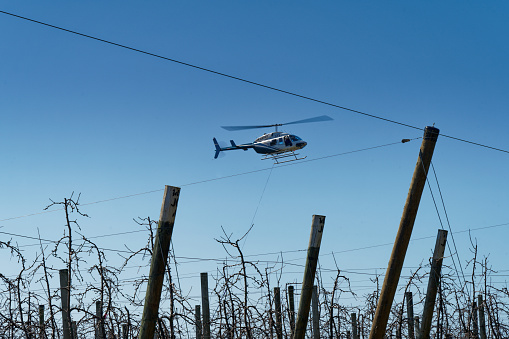 Motueka, Tasman region, south island, Aotearoa / New Zealand - September 8, 2023: A helicopter being used in an apple orchard to position wires over the trees to support bird proof netting.