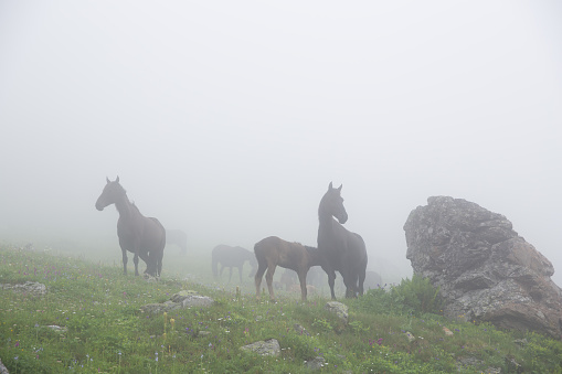 Horses with a foal stand in thick fog. Soft focus, low contrast image due to fog.