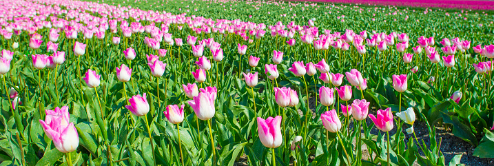 Colorful flowers growing in an agricultural field, Almere, Flevoland, The Netherlands, April 10, 2024