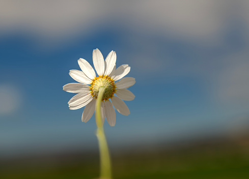 daisy flower seen from behind