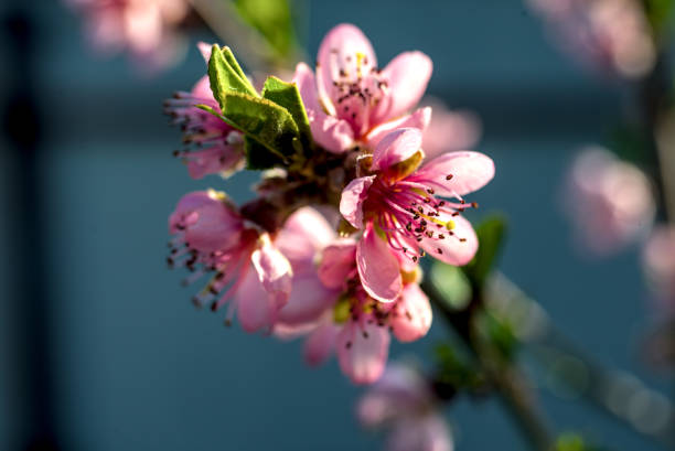 prunus mume