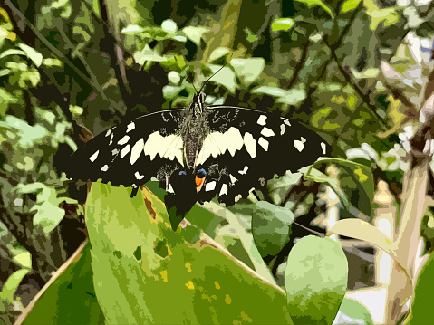It is a widespread species found across Asia. As a member of the Papilionidae family, it plays a vital role as a pollinator, contributing to the health of ecosystems.