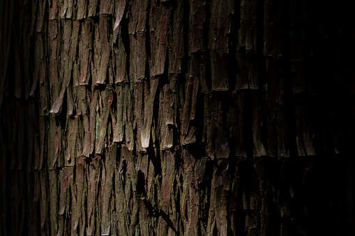cedar wood surface