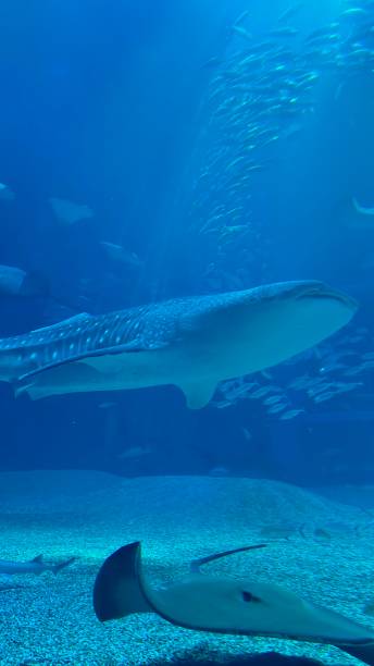 A giant whale shark swims over a stingray in a deep blue ocean, sun rays shine through the water, illuminating the scene.