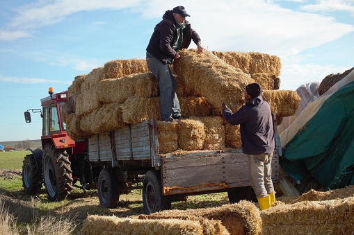 Workers load a straw briquette onto a tractor in a field on a sunny day