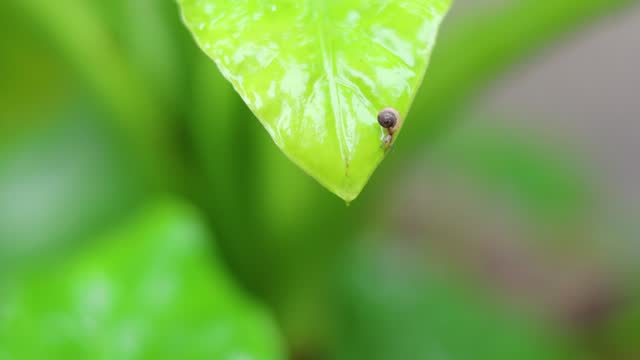 Snail's Journey Across a Leaf