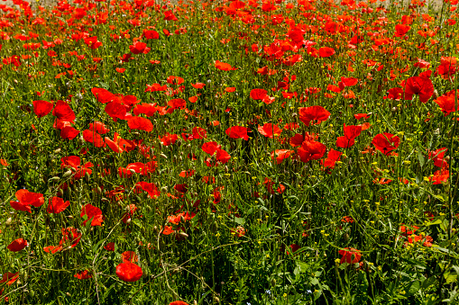 Close up view of poppies going in a field