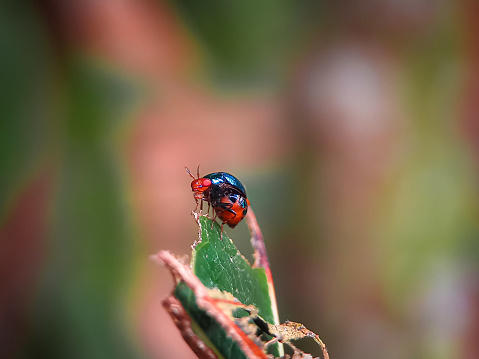 A lady bug on a leaf
