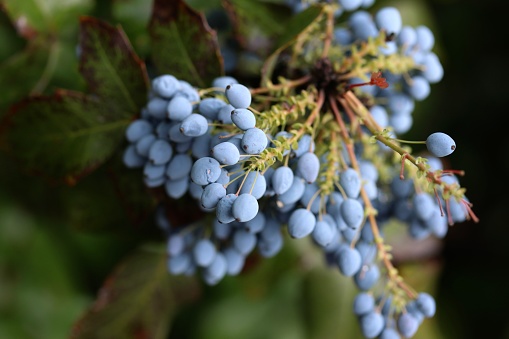 Wild blue berries in the wild nature