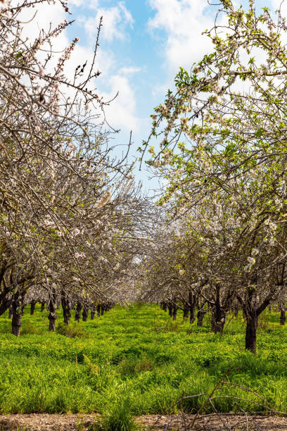 istock Israeli spring comes in February 2148253029