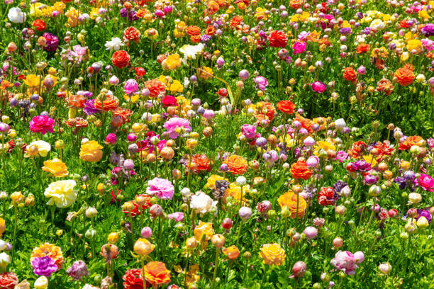 istock The ranunkulus of different colors 2148253037