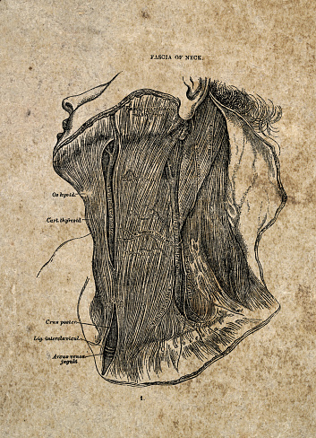 Fascia of neck, Anatomy, Vintage Biomedical Illustration, Victorian anatomical drawing, 19th Century.