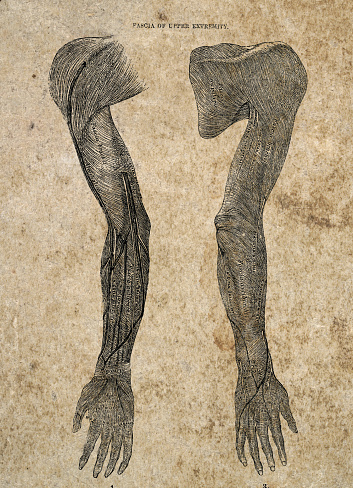 Fascia upper extremity, Arms, Anatomy, Vintage Biomedical Illustration, Victorian anatomical drawing, 19th Century.