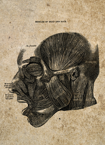 Muscles of Head and Face, Vintage Biomedical Illustration, Victorian anatomical drawing, 19th Century.