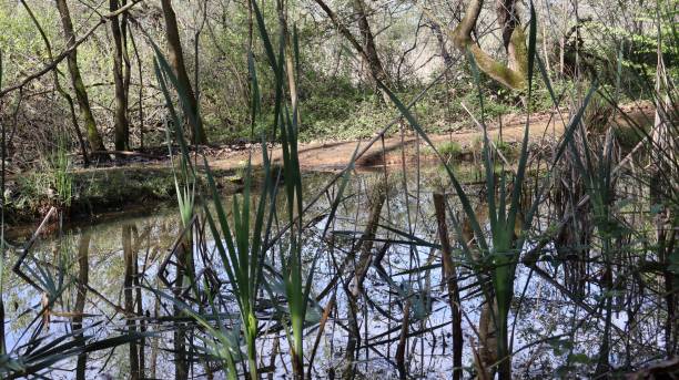 istock Oasis with cane thicket in spring, Lombardy, Italy 2148254653
