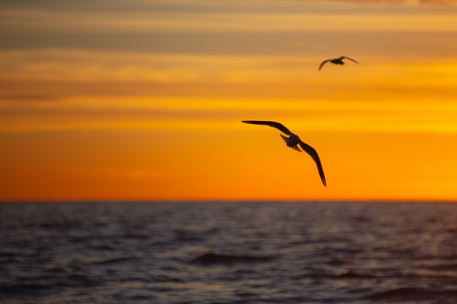 Sunset seascape with flying seagulls.