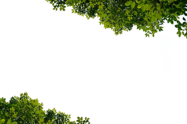 istock Green leafy plant frame, green plants in the garden, white background 2148255183