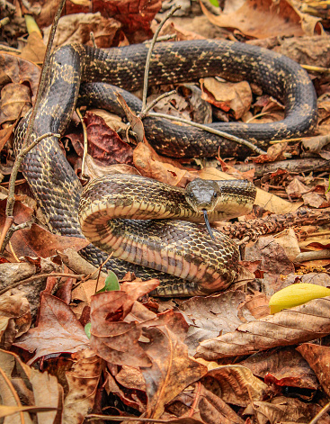 A snake I came across while taking photos in the woods of Georgia.