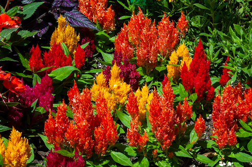 Celosia argentea, is known as the plumed cockscomb or silver cock's comb, is a plant of tropical origin from India and Nepal. It is known for its very bright colours and popular as an ornamental garden plant. In India and China it is known as a troublesome weed.