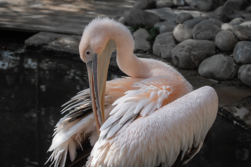 portrait of beautiful pelikan, isolated