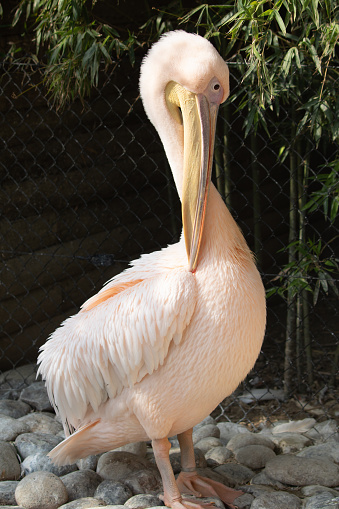 portrait of beautiful pelikan, isolated